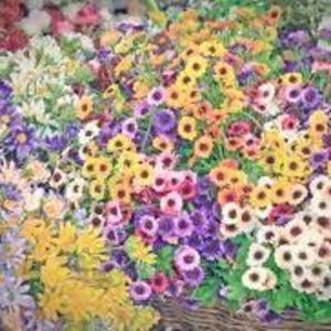 Meet your Posher, Lety